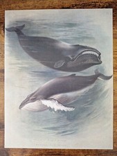 Vintage mammal print for sale  DERBY