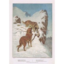 Bernard dogs rescuing d'occasion  Expédié en Belgium