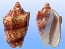 Volutidae cymbiola vespertilio usato  Roma