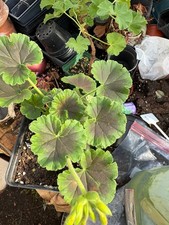 red white plant geranium for sale red white plant geranium for sale Crosby