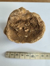 Fossil sponge raphidonema for sale  BRIGHTON