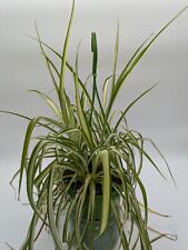 Spider plant hanging for sale  LARGS