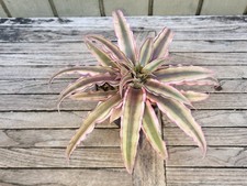 Cryptanthus pink star for sale  Homestead