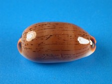 Cypraea isabella controversa for sale  Kapolei