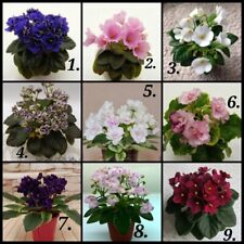 African violet miniature for sale  GRAYS