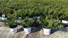50x ilex crenata gebraucht kaufen  Goch