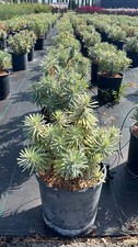 Euphorbia characias wulfenii usato  Pontinia