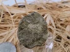 Real dinosaur egg for sale  Belleville