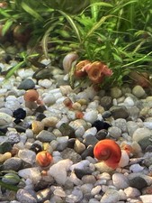 Pink gold ramshorn for sale  Fairfield