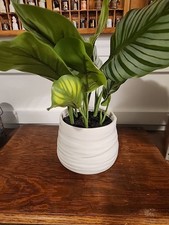 Artificial plant beautiful for sale  Bettendorf