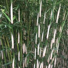 Fargesia robusta campbell for sale  EGHAM