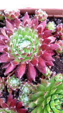 Sempervivum schnickschnack 3 gebraucht kaufen  Göttingen