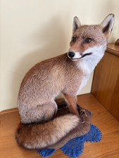 Taxidermie renard bonne d'occasion  Thorigné-Fouillard