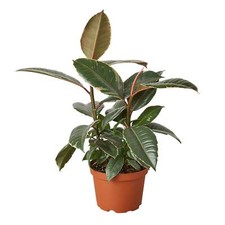 Ficus elastica tineke for sale  Marshall