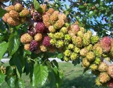 Black mulberry morus for sale  NEWTOWNARDS
