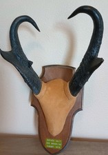 Vintage 1973 pronghorn for sale  Canby