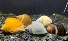 Pack mystery snails for sale  Toledo