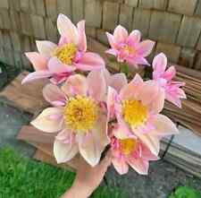 Sale1514 dahlia varieties gebraucht kaufen  Dettingen an der Erms