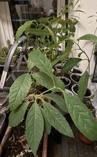 Avocado year potted for sale  BRISTOL