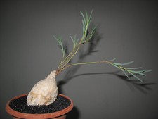 Euphorbia trichadenia caudex gebraucht kaufen  Kassel