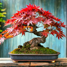 Bonsaisamen 25x japanischer gebraucht kaufen  Hadamar