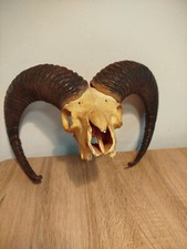 Crânio real vintage com chifres, osso branco, crânio de animal. Original da década de 1980. 3, usado comprar usado  Enviando para Brazil