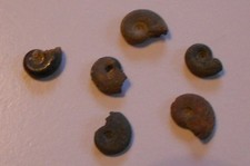 Ammonit natur y542 gebraucht kaufen Ammonit natur y542 gebraucht kaufen  Deutschland