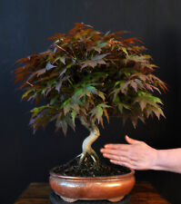 Bonsai roter fächerahorn gebraucht kaufen  Bielefeld