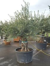 Olea europaea olivier d'occasion  Montataire