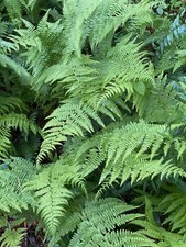 Lady fern roots for sale  Crumpler