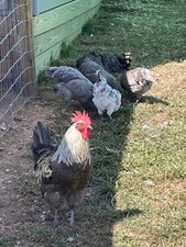 Purebred silverudd hatching for sale  Millersburg