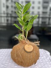 Zamiocula kokedama plants for sale  Miami