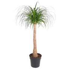 Plante intérieur fine d'occasion  Expédié en France