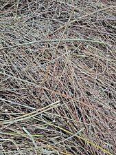 100 natural willow for sale  Russell