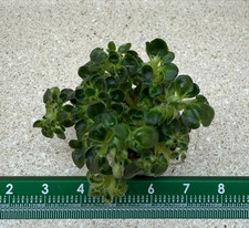 African violet plant for sale  Southmont