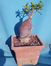 adenium usato adenium usato Roma