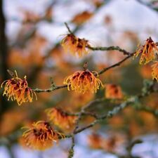 Zaubernuss jelena hamamelis gebraucht kaufen  Detmold