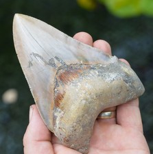 megalodon shark for sale  UK