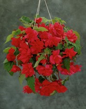 Red begonia pendula for sale  WOLVERHAMPTON
