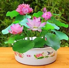20 sementes de flores de lótus em vaso roxo lindas plantas aquáticas Nelumbo lírio d'água comprar usado  Enviando para Brazil