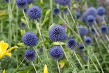 Echinops banaticus blue gebraucht kaufen  Westerstede