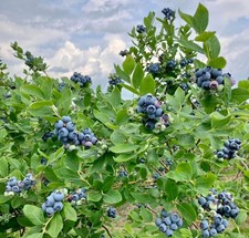 Legacy blueberry plant for sale  USA
