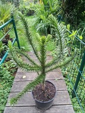 Araucaria araucana schmucktann gebraucht kaufen  Ennepetal