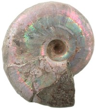 Kreide desmoceras latidorsatum gebraucht kaufen  Erlangen