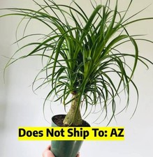 Evergreen ponytail palm for sale  Miami