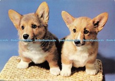 D195153 corgi puppies for sale  WARLINGHAM