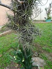 Lot épyphites crassulas d'occasion  Saint-Cyprien