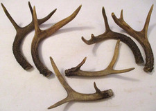Sets minnesota whitetail for sale  Virginia
