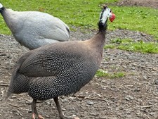 Guinea fowl eggs. for sale  OKEHAMPTON