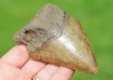 Wow ....genuine megalodon for sale  UK